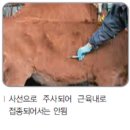 개포축산 이미지