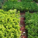 백삼농장 이미지