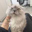 서울고양이미용실 이미지