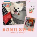 서울애견마트 이미지