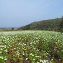 메밀꽃필무렵(전) 이미지