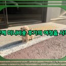 이든펫샵 | 속초 강아지입양 치와와분양 전 꼭 알아야 할 3가지 진실