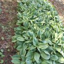 천시원교육농장 이미지