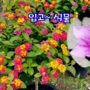 남사물향기야생화 이미지