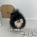 반짝일개 이미지