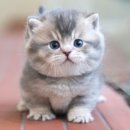 부산고양이분양 미유펫 이미지