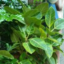 동림꽃농원 이미지