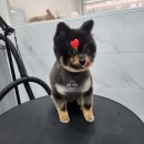 댕댕그루밍 이미지