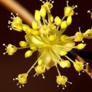 The 산수유 이미지