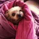 워나F&C | 췌장염 강아지를 위한 영양제 급여 후기