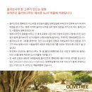 올리브트리