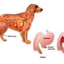 어울동물의료센터 이미지
