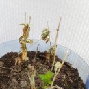 새싹슈퍼 이미지