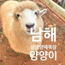 남해 상상양떼목장 편백숲 후기