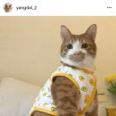 (랜선집사모임글) 여시들이 팔로우하는 #펫스타그램 을 알려줘! 이미지