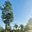 그린풍경 | 한달살기] 가산 파노라마 치앙마이 골프장 컨디션 # 페어웨이 그린 풍경 # 디콘도 볼트 이용 후기 (2)