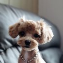 부산강아지분양 앨리펫 이미지