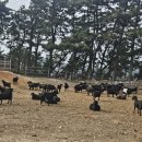 약성흑염소농장 이미지