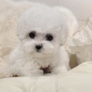 해시도그 이미지