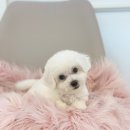 야옹아 멍멍해봐(신대점) 이미지