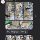 해피독 트레이닝스쿨 | [하남 미사 해피독 트레이닝 스쿨]리트리버 대형견 애견유치원