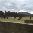 채은목장 이미지