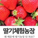 쌍둥이딸기농원
