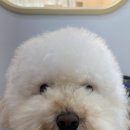 화사하개 이미지