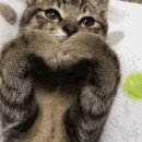 덕송초등학교 이미지