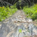 산신령님께 받은 최고의 몸살 보약 이미지