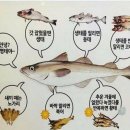 백년명태 이미지