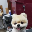 텐즈힐 애견미용 이미지