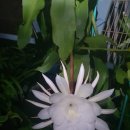 선인장을 부탁해 이미지