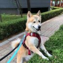 지에스25 고봉로장고개점 이미지