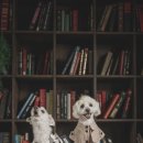 가평더뮤즈펜션 이미지