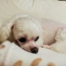 공주꽃향기