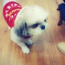 순돌뭐하니 이미지