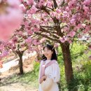 몽실몽실 | 겹벚꽃 명소 서산 문수사 4월 서산 가볼만한 곳 서산 봄꽃 여행지 추천 겹벚꽃 실시간 만개