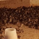 대장군농장 이미지