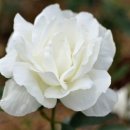 선이산업 Daum카페