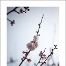 걸매 Daum카페