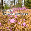중앙공원 | 수원 권선동 메타세쿼이아 산책길 권선중앙공원 산책 후기