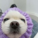 털찐댕댕이 이미지