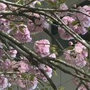 경상감영공원 | 대구 벚꽃 명소 중구 동성로 경상감영공원 꽃구경 데이트 코스