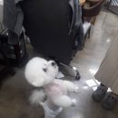 쥬티 펫 이미지