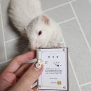 스니피드 네이버블로그