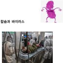 뼈 건강 세미나 - SAC 칼슘과 바이러스 관계 이미지