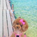 탑 동물병원 이미지