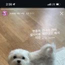라움펫살롱 네이버블로그