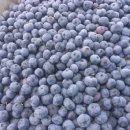 영풍농장 이미지